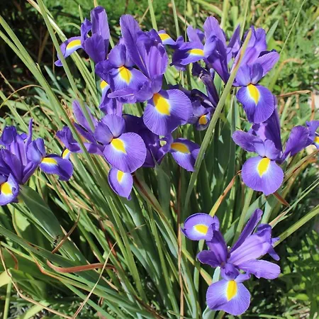 Laura's Facing The Garden