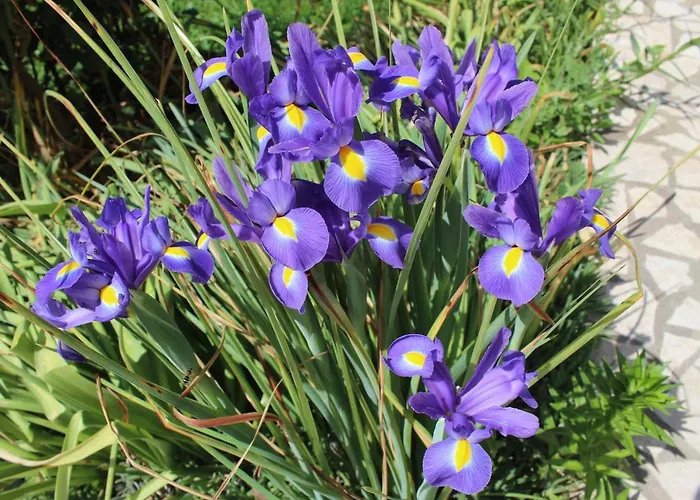 Laura's Facing The Garden